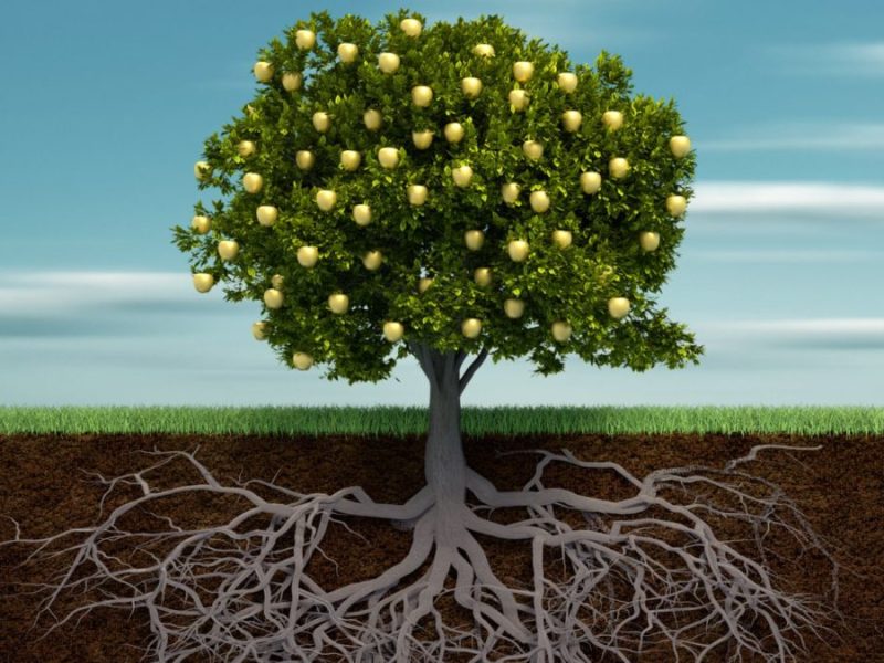 A Tree Is Known by Its&nbsp;Fruit